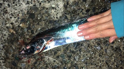 タチウオの釣果