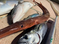 アカヤガラの釣果