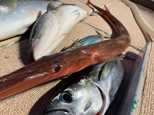 アカヤガラの釣果