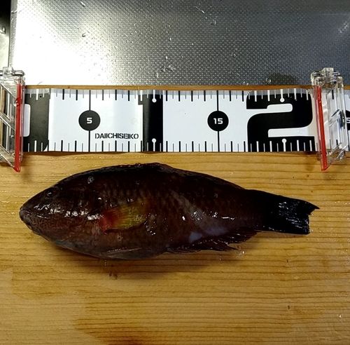 アカササノハベラの釣果