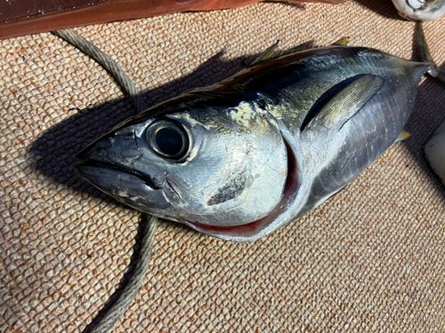 キハダマグロの釣果