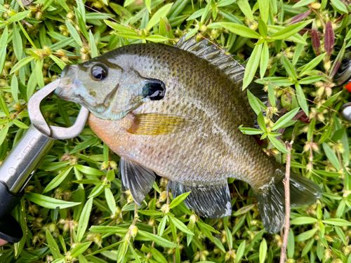 ブルーギルの釣果