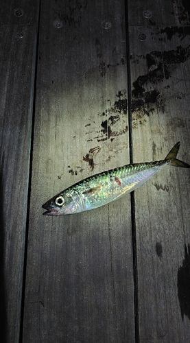 サバの釣果