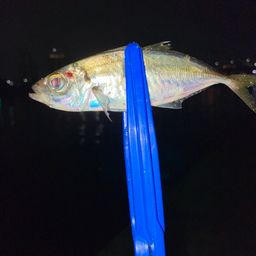 アジ