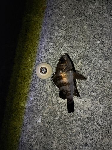 メバルの釣果