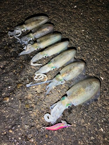 アオリイカの釣果