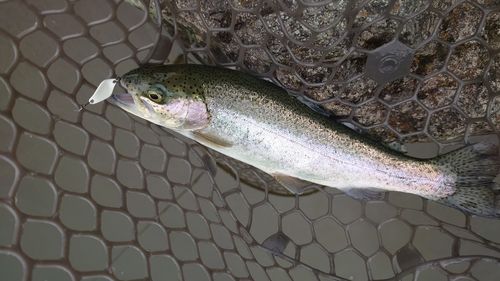 トラウトの釣果