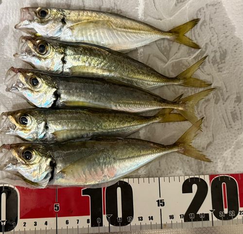 アジの釣果