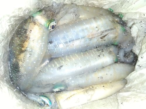 アオリイカの釣果
