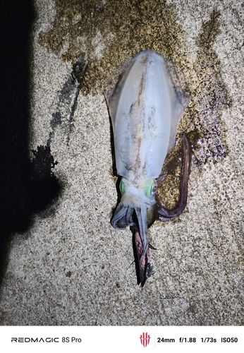 アオリイカの釣果