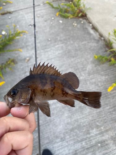 メバルの釣果