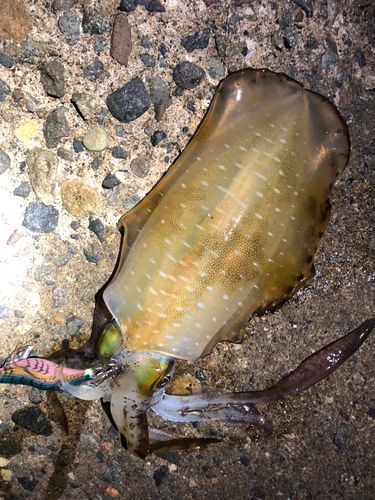 アオリイカの釣果