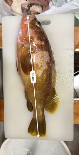 キジハタの釣果