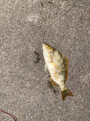 タマンの釣果