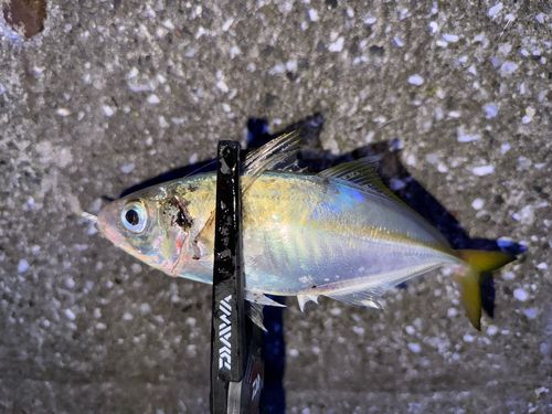 マアジの釣果