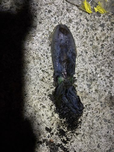 アジュール舞子