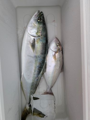 ワラサの釣果