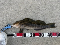 アイナメの釣果