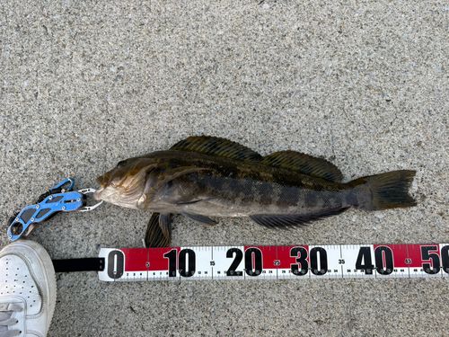 アイナメの釣果
