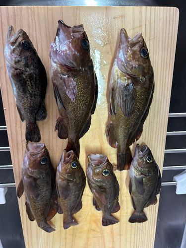 エゾメバルの釣果