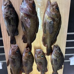 エゾメバル