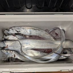 タチウオ