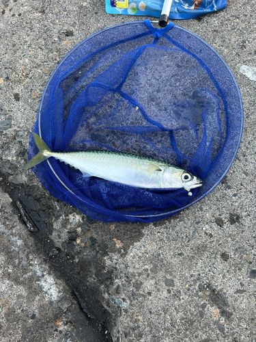 マサバの釣果