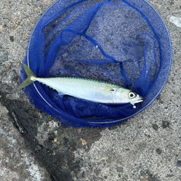 マサバ