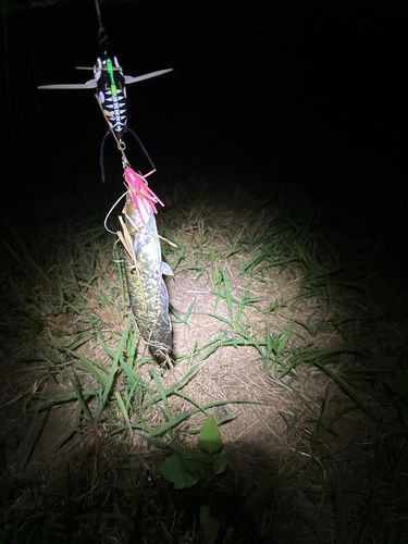 ニホンナマズの釣果