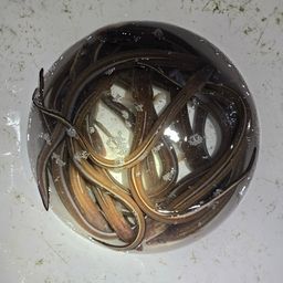 アナゴ