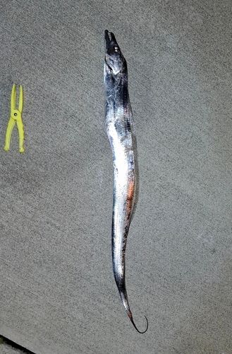 タチウオの釣果