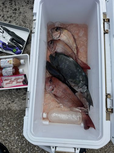 マダイの釣果