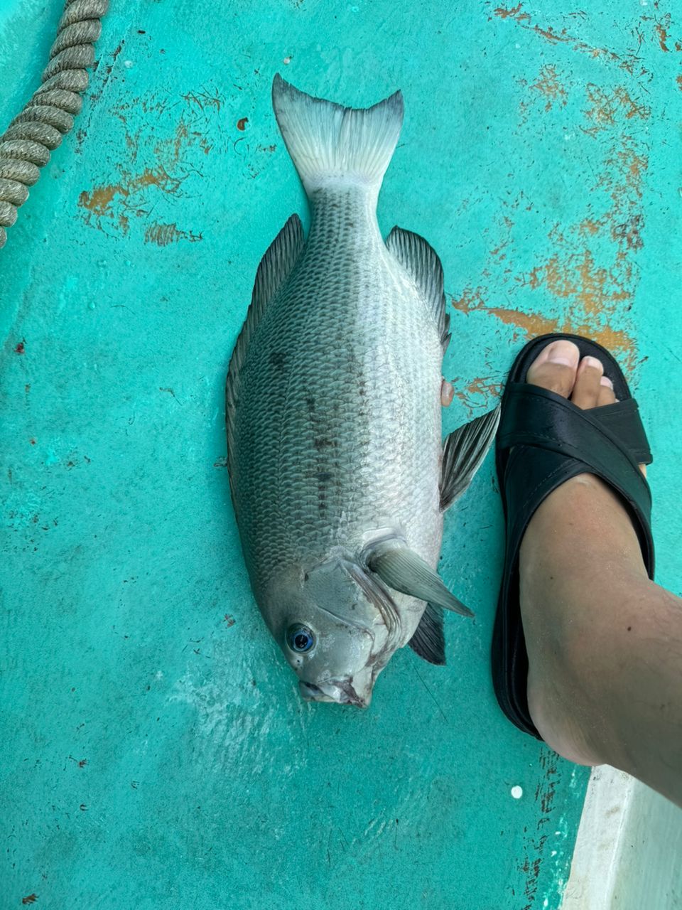 池田！さんの釣果 2枚目の画像
