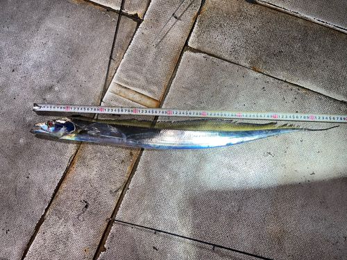 タチウオの釣果