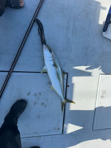 ヒラマサの釣果