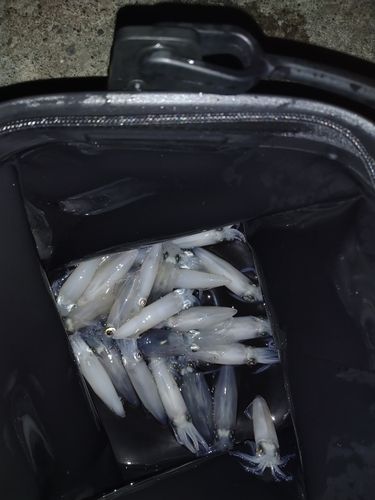 マメイカの釣果