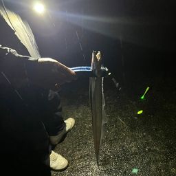 タチウオ