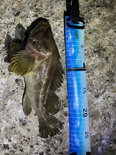 釣果
