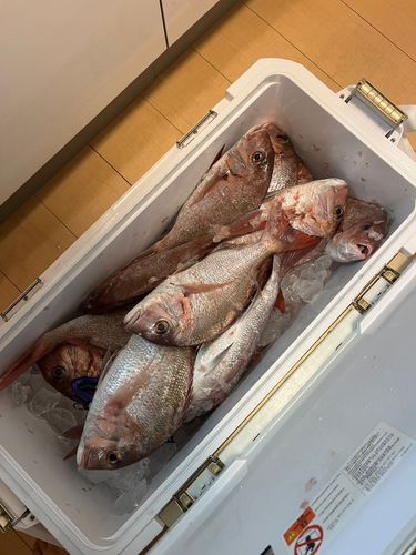 マダイの釣果