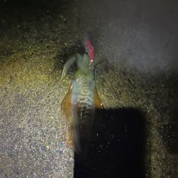 アオリイカ