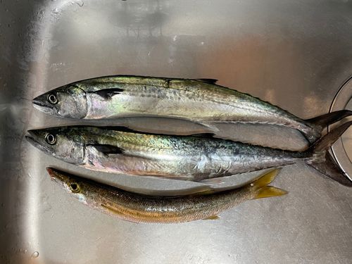 サゴシの釣果