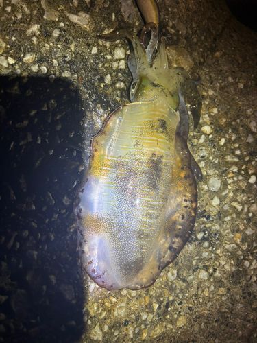 男鹿半島