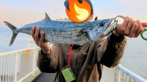 サワラの釣果
