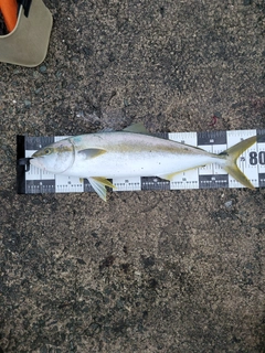 ヒラマサの釣果