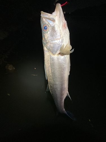 雄物川河口