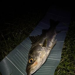 セイゴ（マルスズキ）