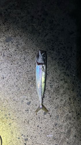 三沢漁港