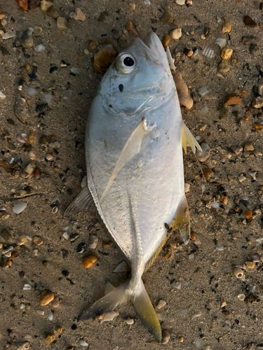 メッキの釣果