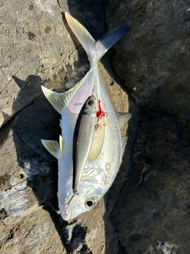 メッキの釣果
