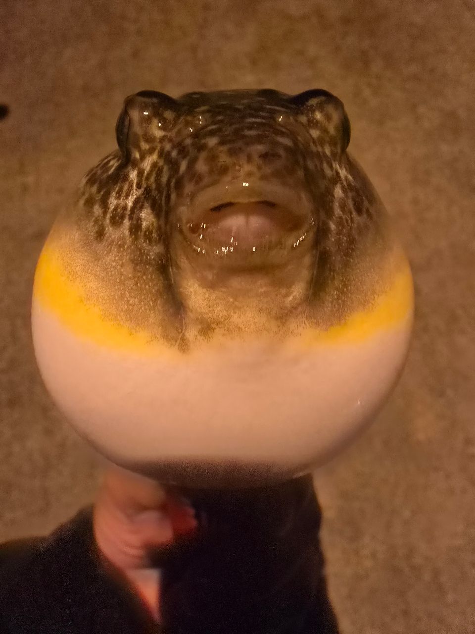 クサフグ